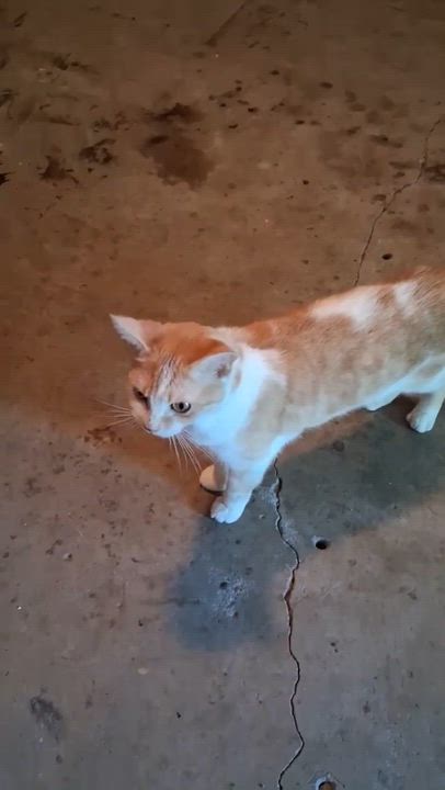 Enlarge Jewel, a Adoptable Domestic Short Hair in Clarkesville, GA video 4/4