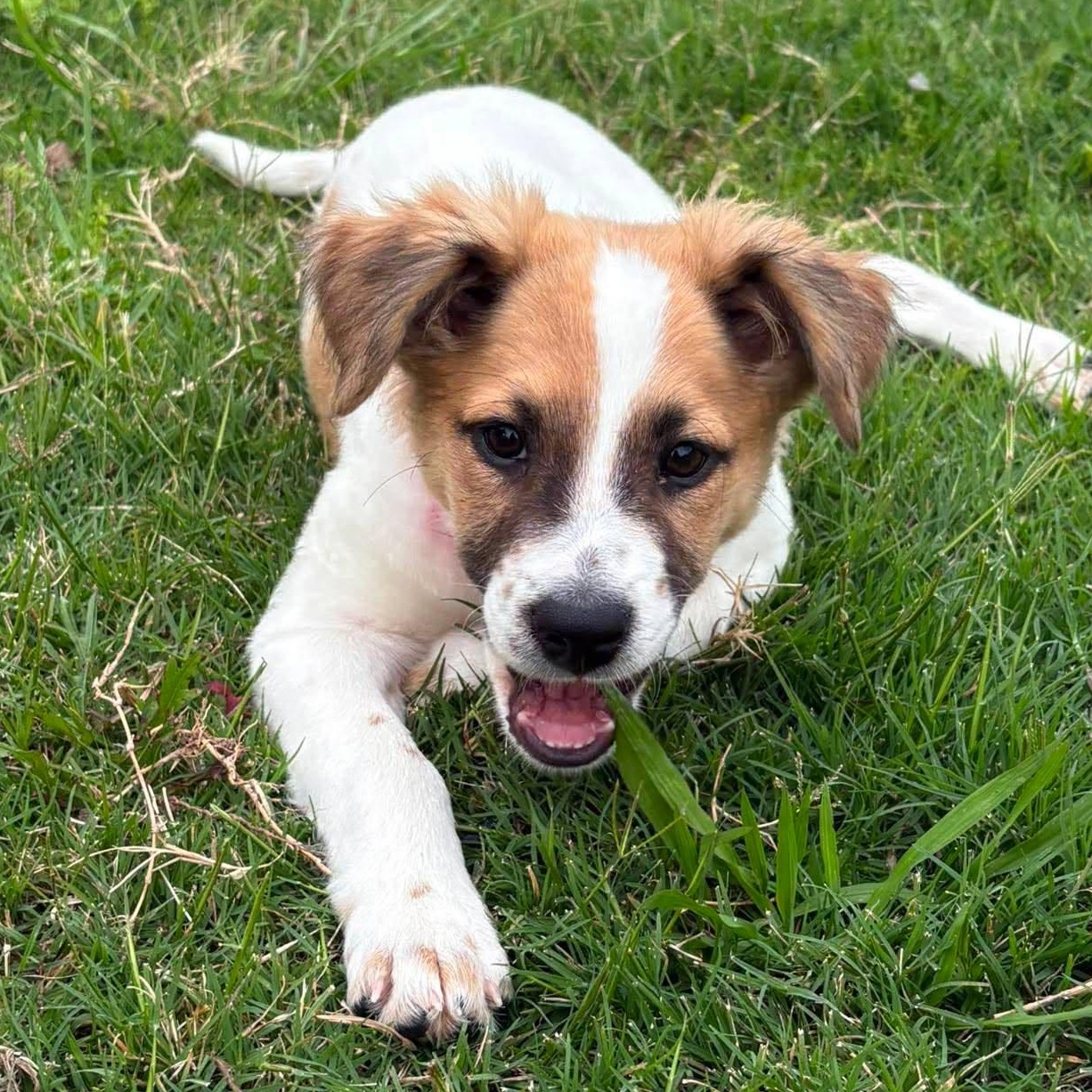Lucy, an adopted mixed breed in Albany, NY image 3/6