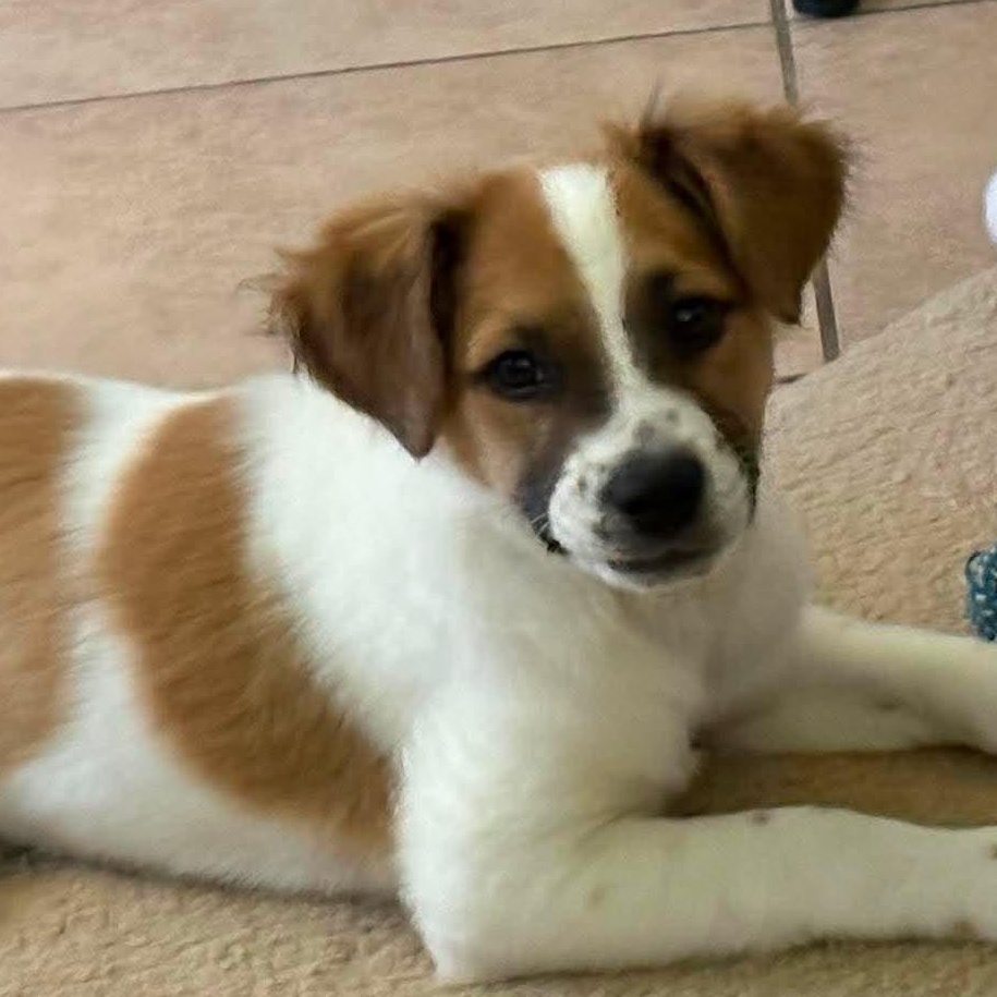 Lucy, adopted, Puppy Female Mixed Breed.