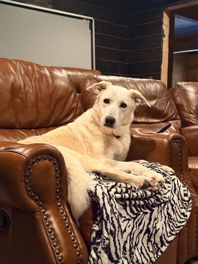 Lily, Adoptable, Young Female Golden Retriever & Great Pyrenees.