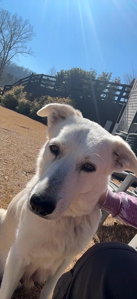 Enlarge Lily, a Adoptable mixed breed in Ellijay, GA image 2/5