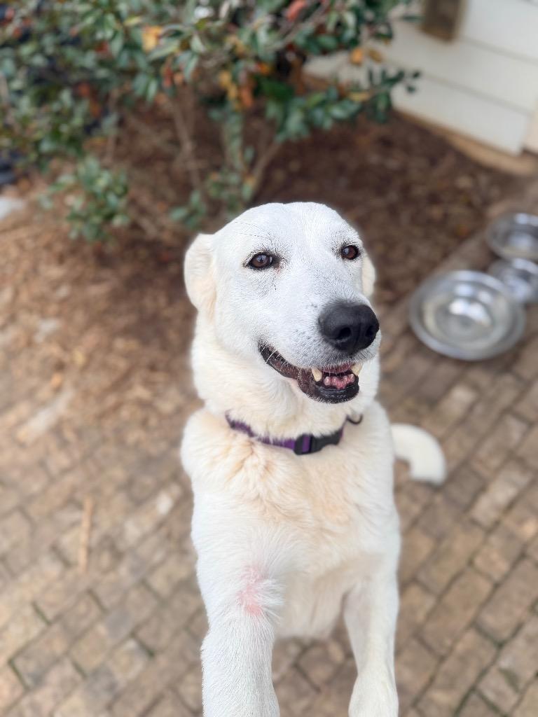 Enlarge Lily, a Adoptable mixed breed in Ellijay, GA image 3/5