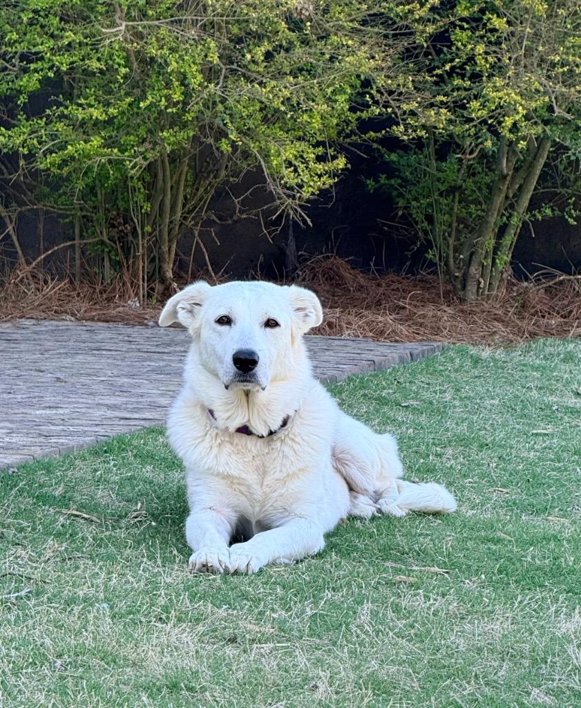 Enlarge Lily, a Adoptable mixed breed in Ellijay, GA image 4/5