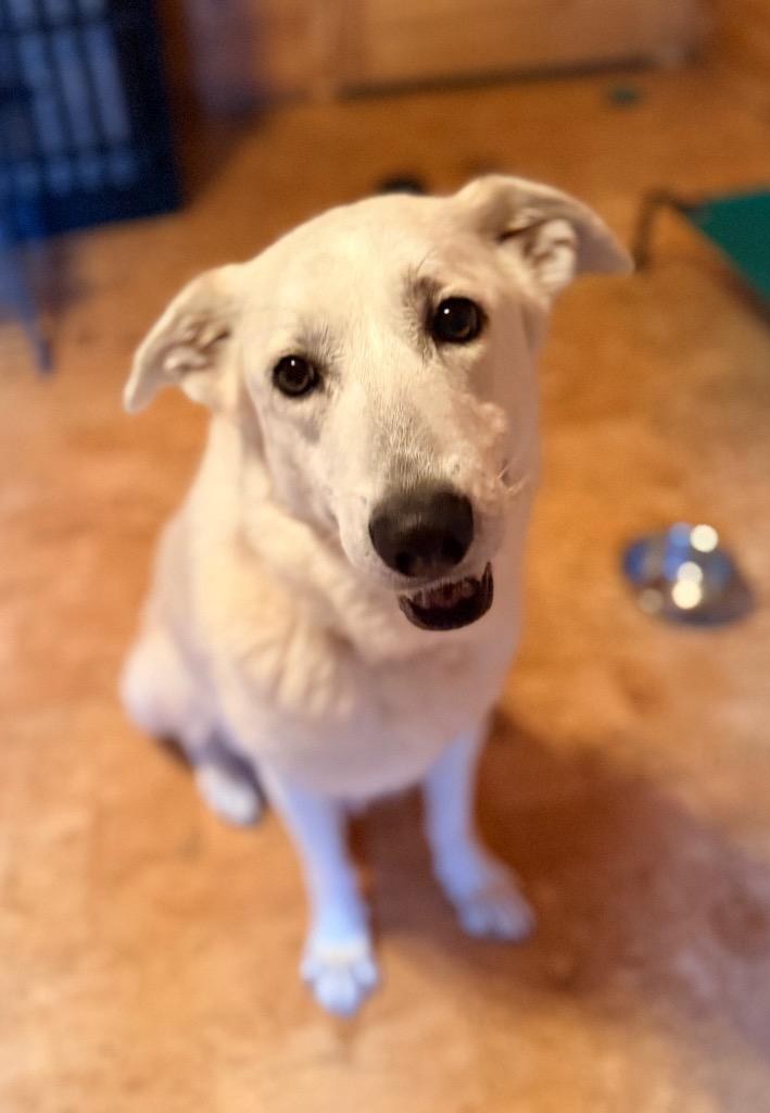 Enlarge Lily, a Adoptable mixed breed in Ellijay, GA image 5/5