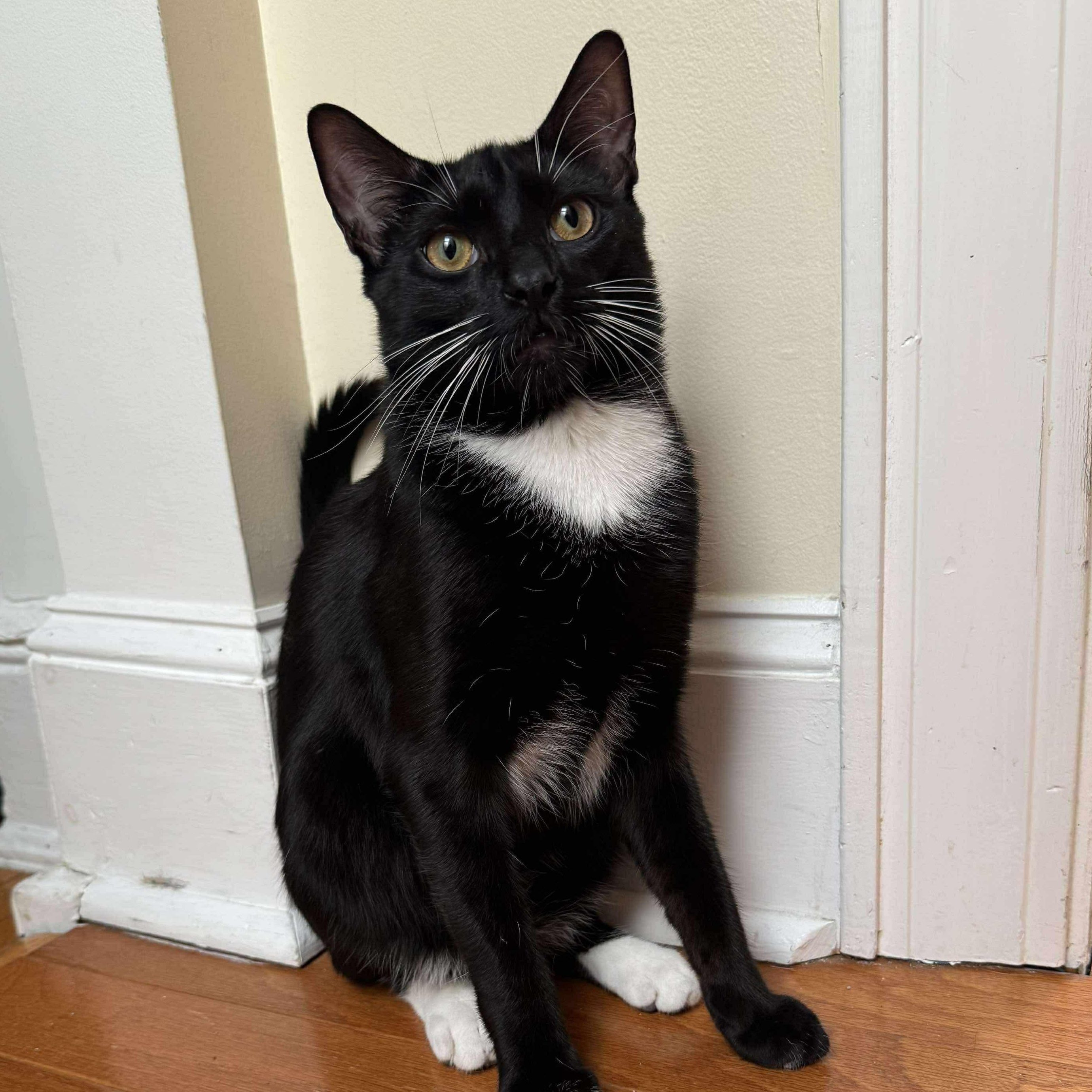 Enlarge Noah - playful and sweet!, a Adoptable Domestic Short Hair in Forest Hills, NY image 1/6