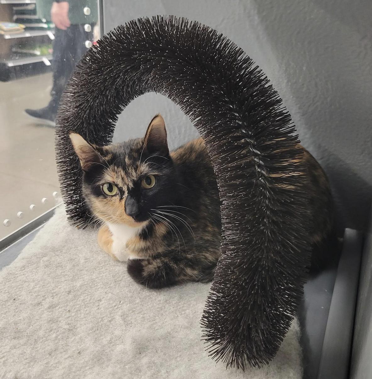 Enlarge Seven, a Adoptable Domestic Short Hair in Prosper, TX image 1/3