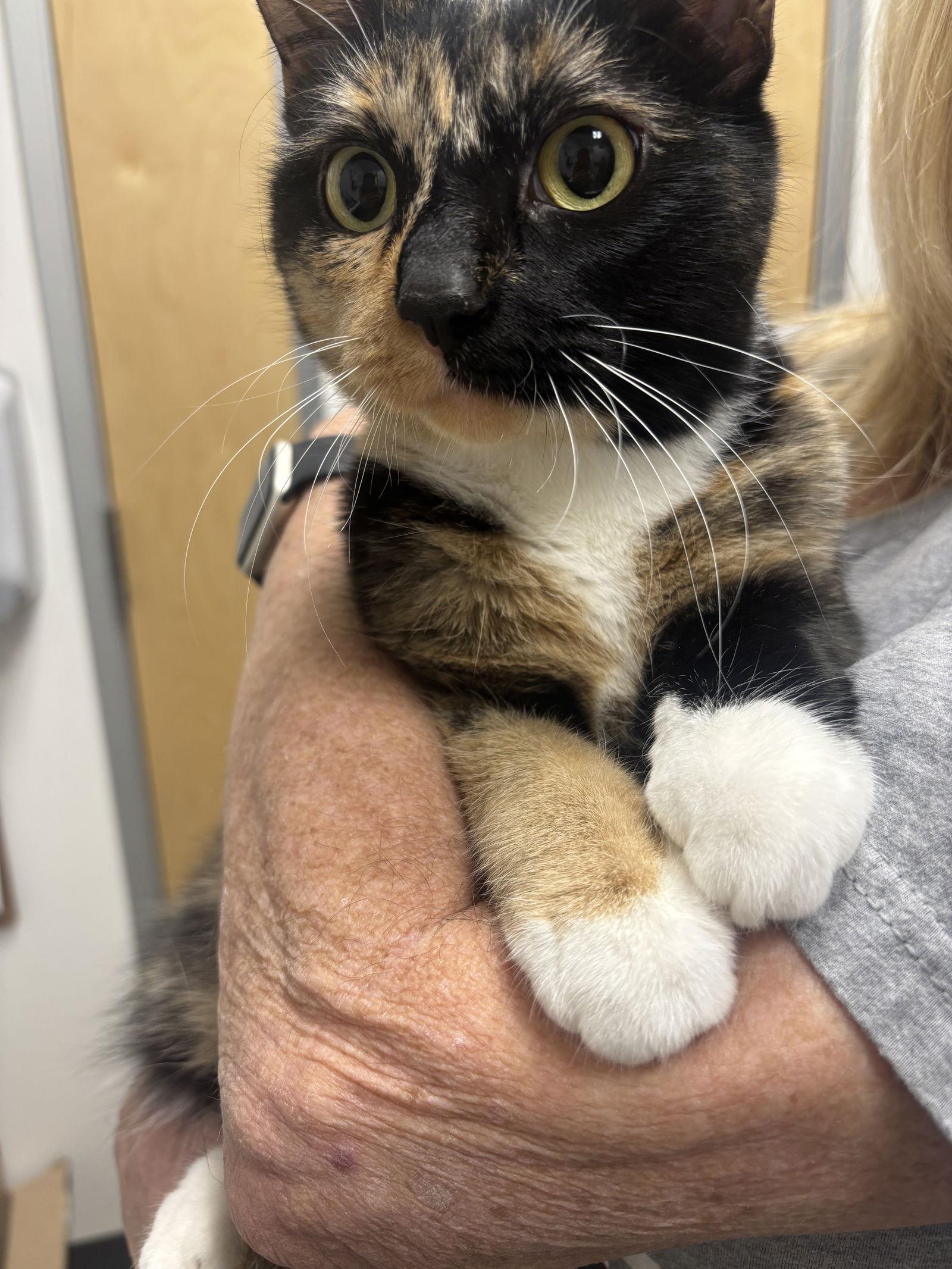 Enlarge Seven, a Adoptable Domestic Short Hair in Prosper, TX image 2/3