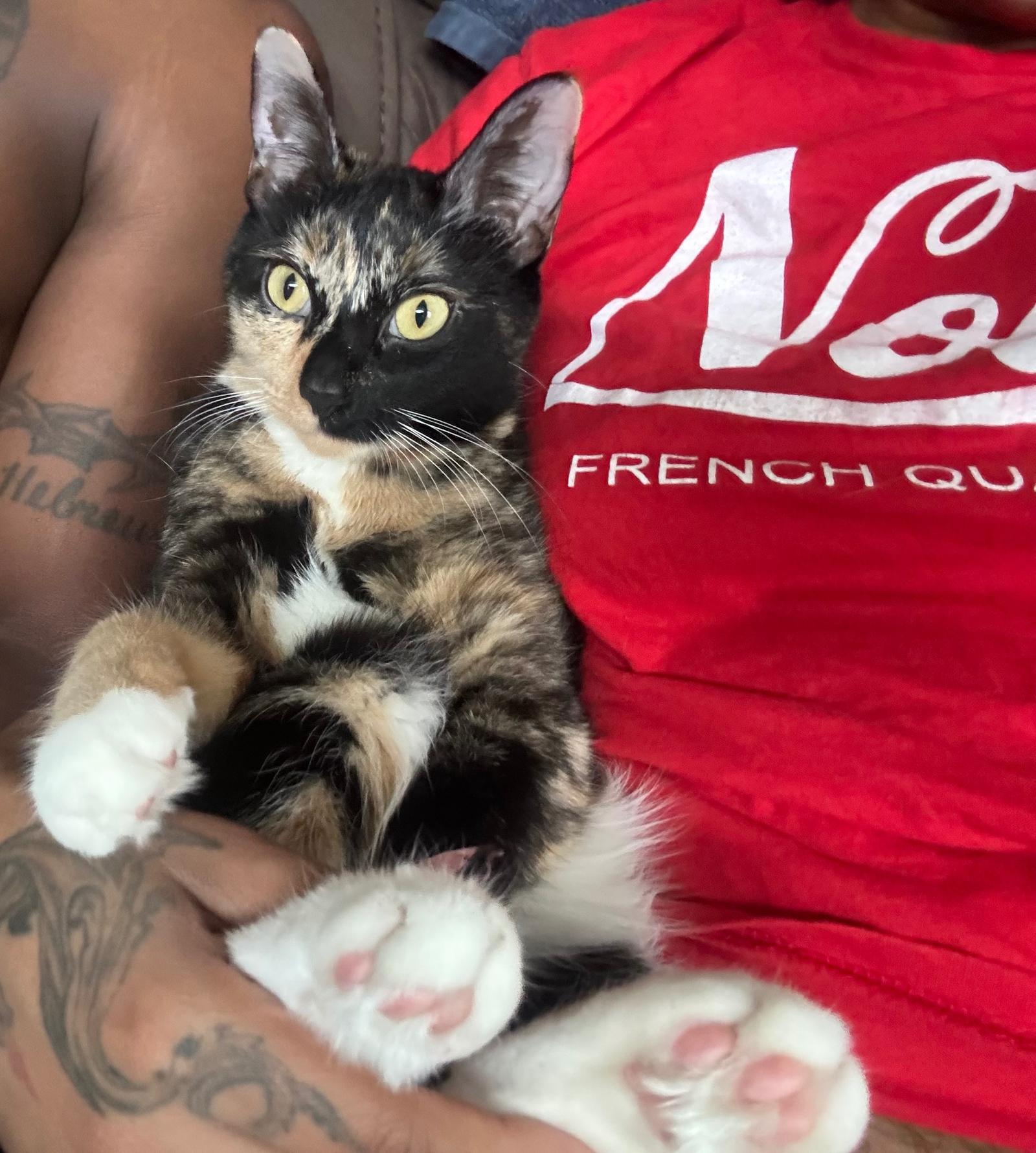 Enlarge Seven, a Adoptable Domestic Short Hair in Prosper, TX image 3/3