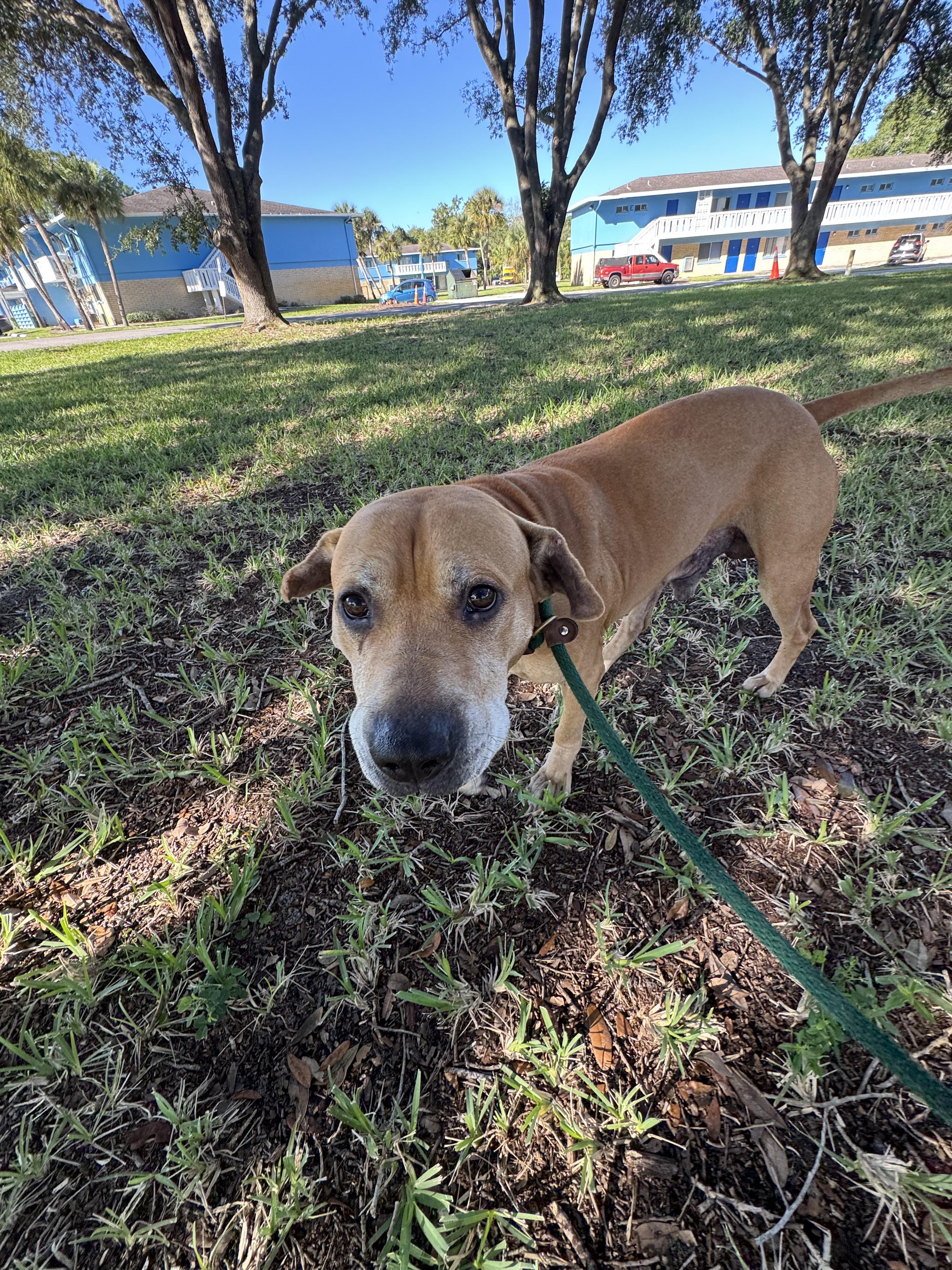 Paws (Mom dying Cancer) (*VIDEO]