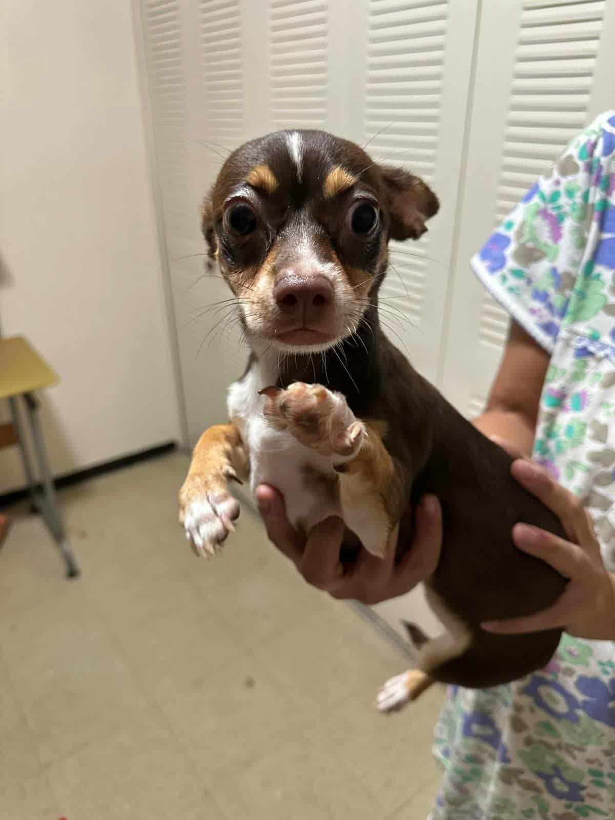 Samira, Adopted, Puppy Female Chihuahua.