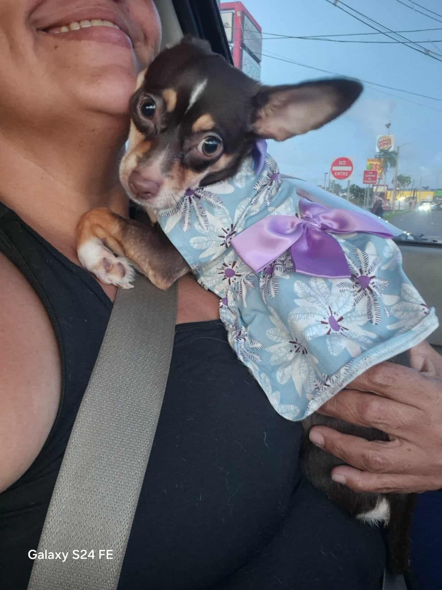 Enlarge Samira, a Adopted Chihuahua in Lebanon, NJ image 3/3