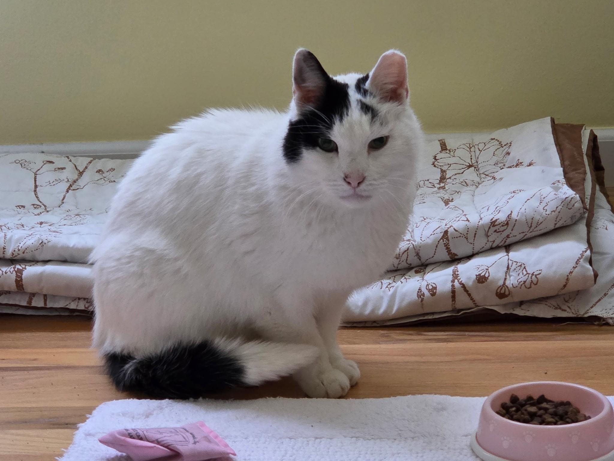 Enlarge Sydney, a ADOPTABLE Domestic Short Hair in Farmington Hills, MI image 2/2