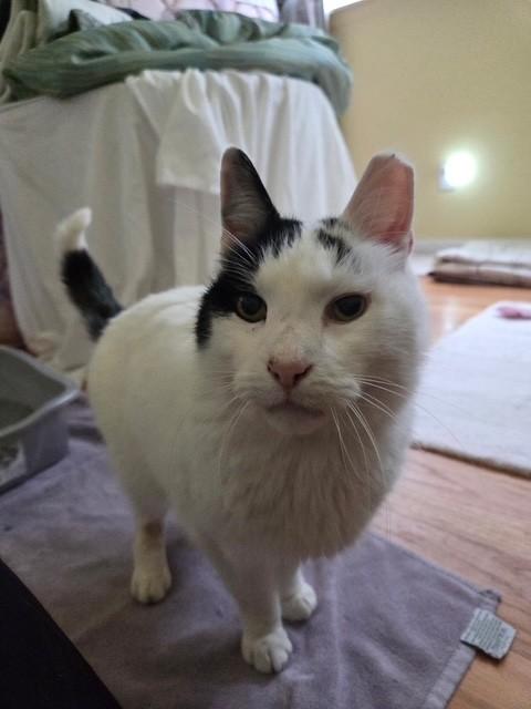 Sydney, ADOPTABLE, Senior Female Domestic Short Hair.