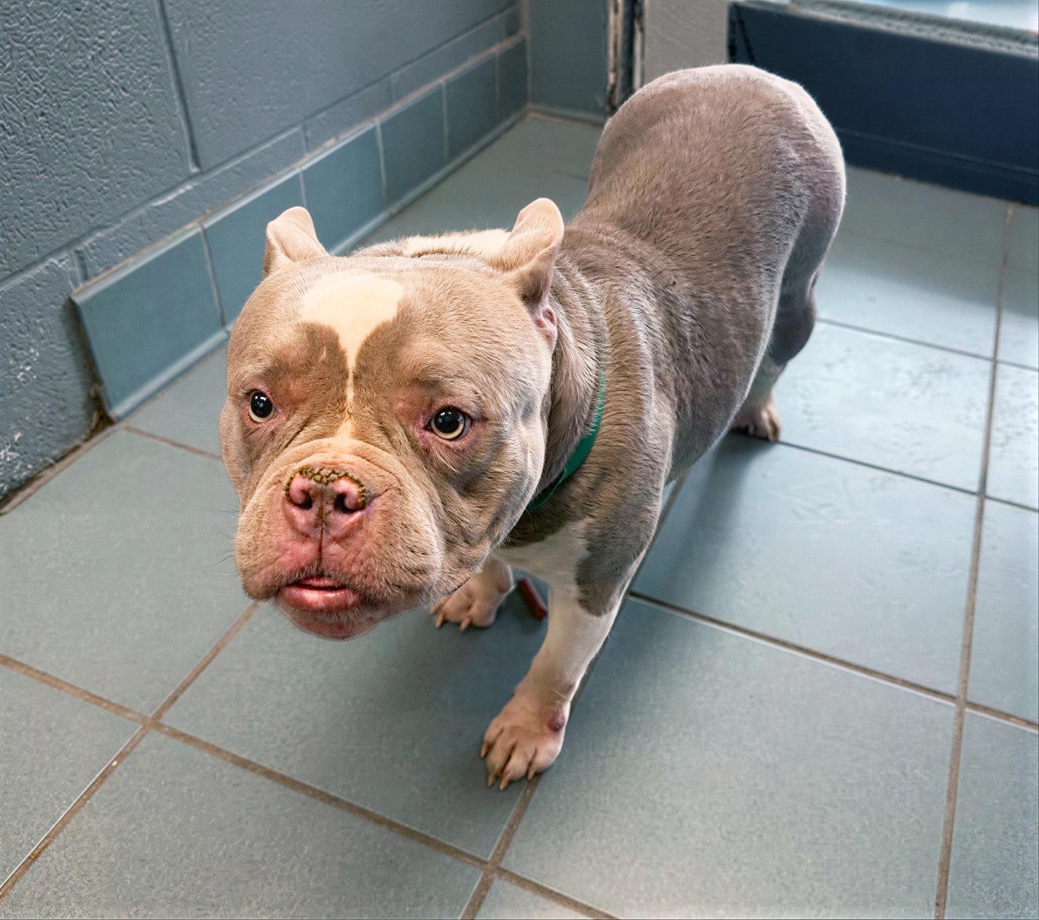 Albera, adopted, Adult Female Mixed Breed.