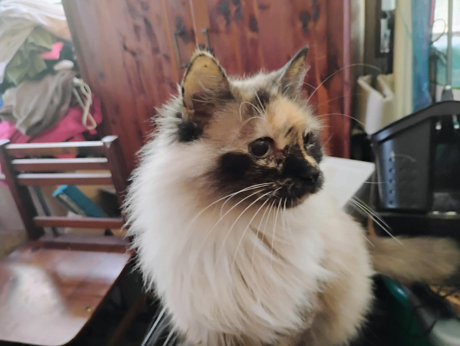 Poofy Louise, Adopted, Adult Female Domestic Long Hair & Siamese.