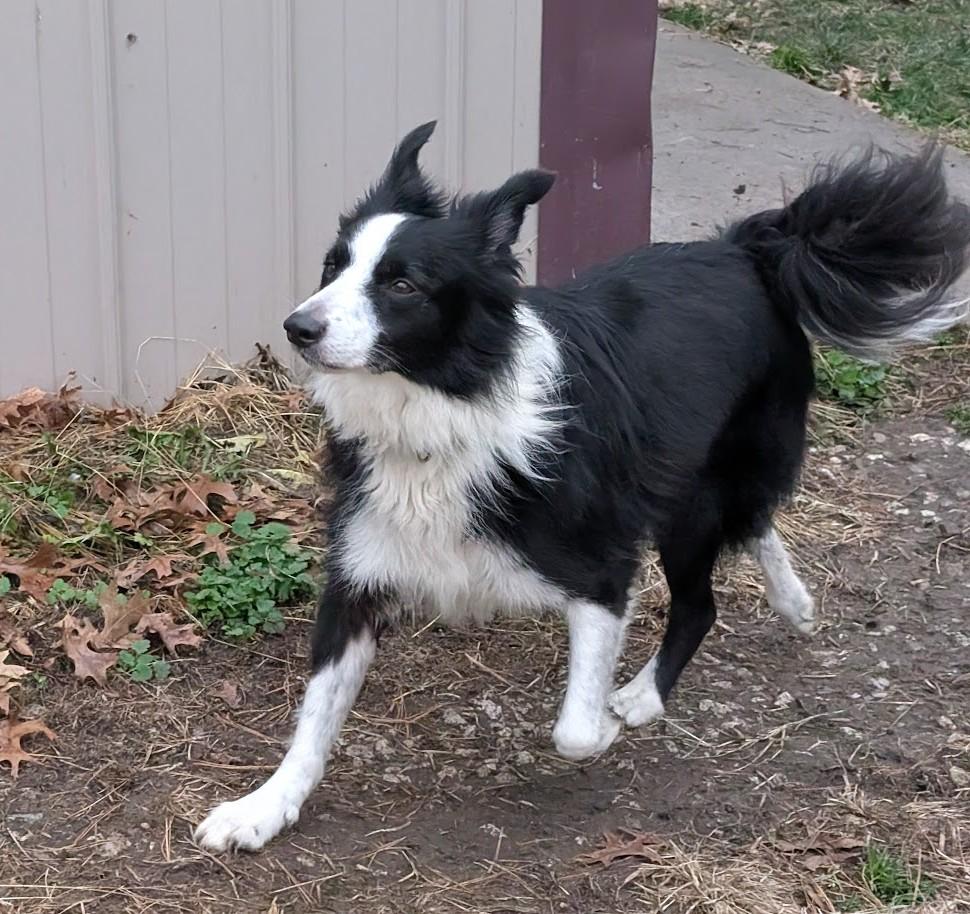 Enlarge Simba, an adoptable Border Collie in Carthage, IL image 5/6