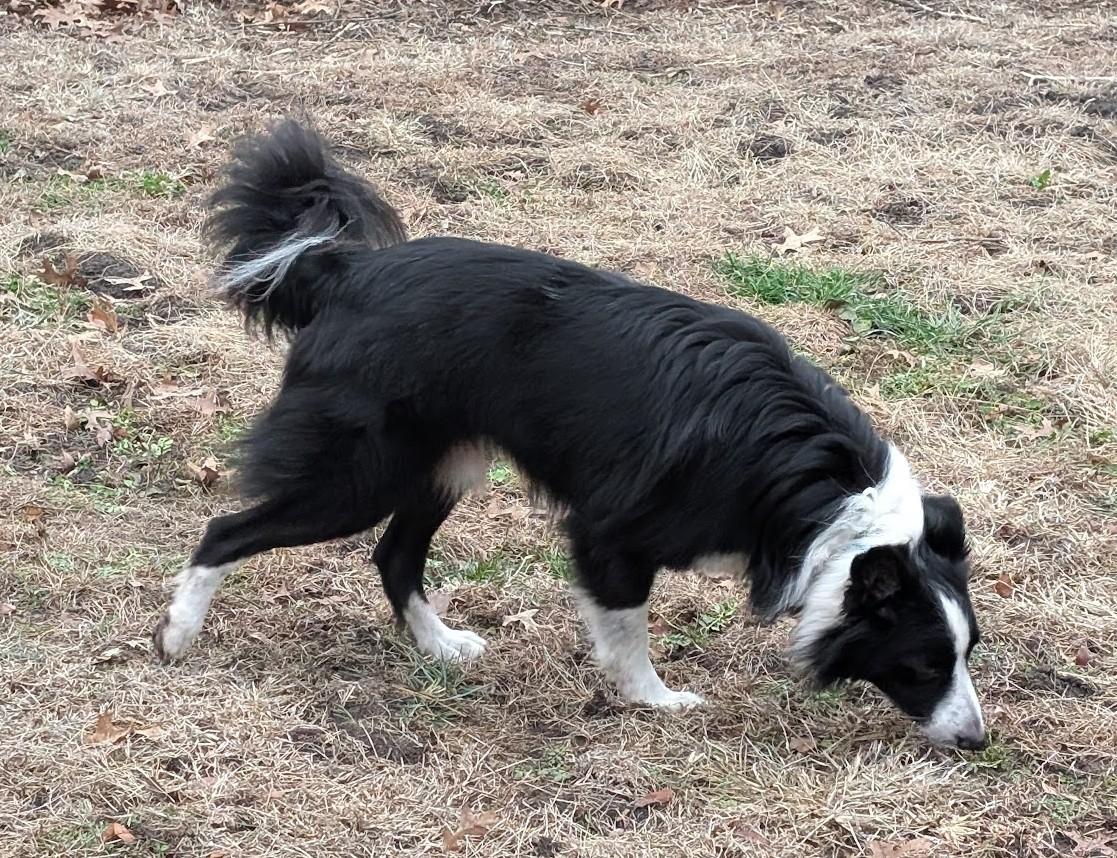 Enlarge Simba, an adoptable Border Collie in Carthage, IL image 3/6