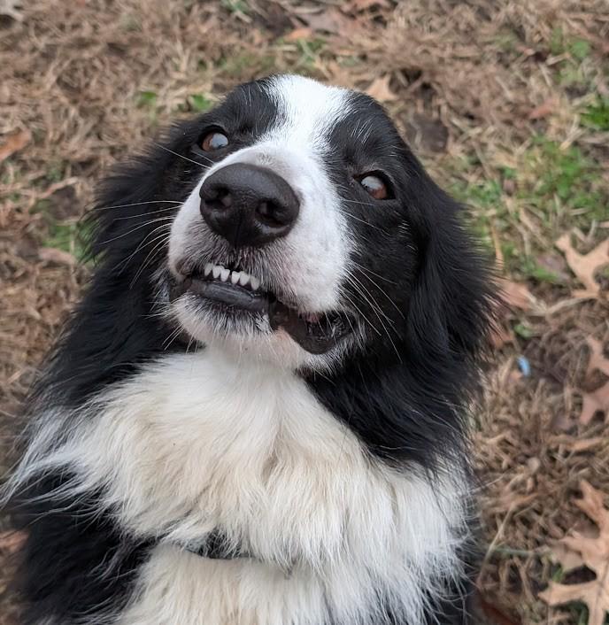 Enlarge Simba, an adoptable Border Collie in Carthage, IL image 2/6