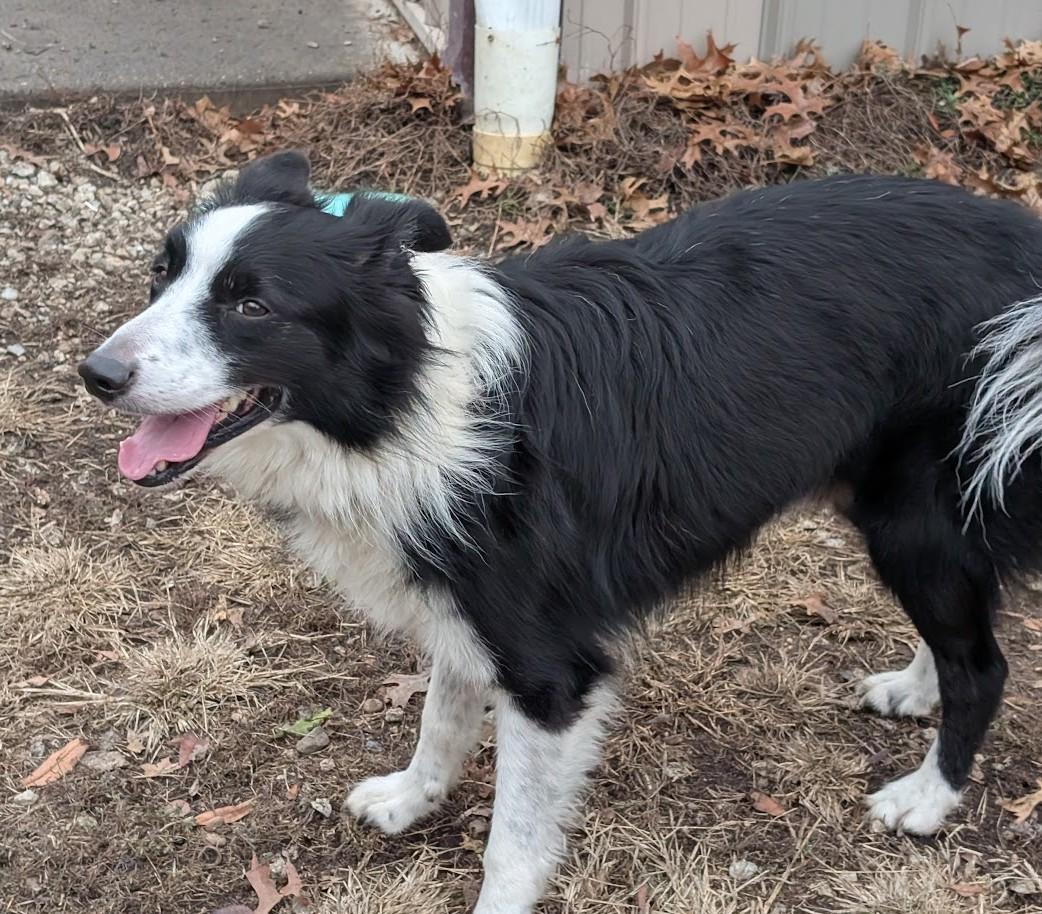 Enlarge Simba, an adoptable Border Collie in Carthage, IL image 4/6