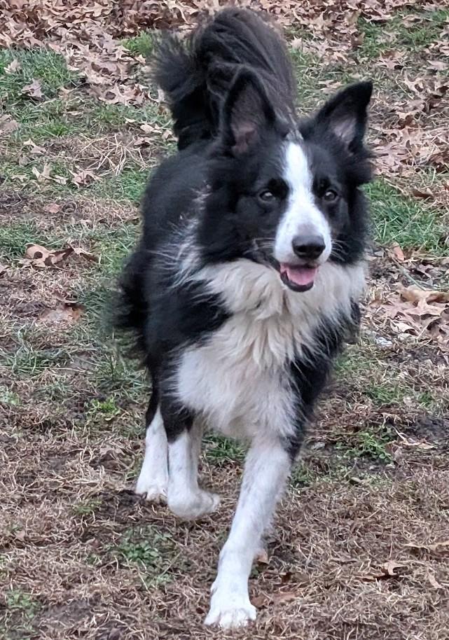 Enlarge Simba, an adoptable Border Collie in Carthage, IL image 1/6