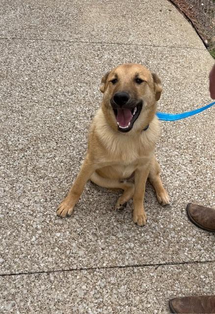 Enlarge Timmy, a ADOPTABLE mixed breed in Owensboro, KY image 4/4