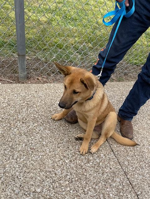 Enlarge Timmy, a ADOPTABLE mixed breed in Owensboro, KY image 2/4