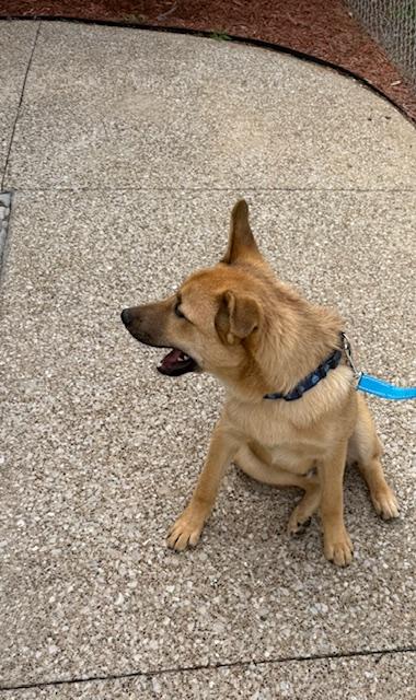 Enlarge Timmy, a ADOPTABLE mixed breed in Owensboro, KY image 3/4