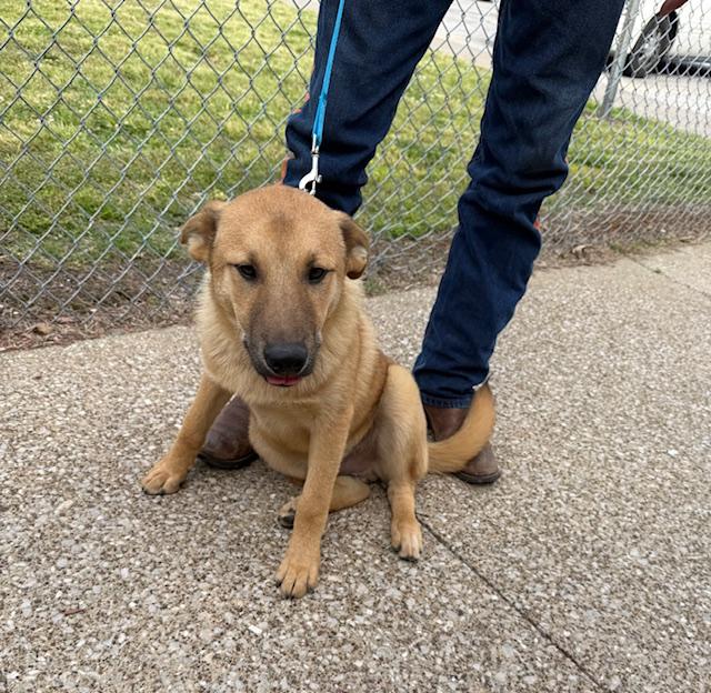 Timmy, ADOPTABLE, Puppy Male Keeshond.