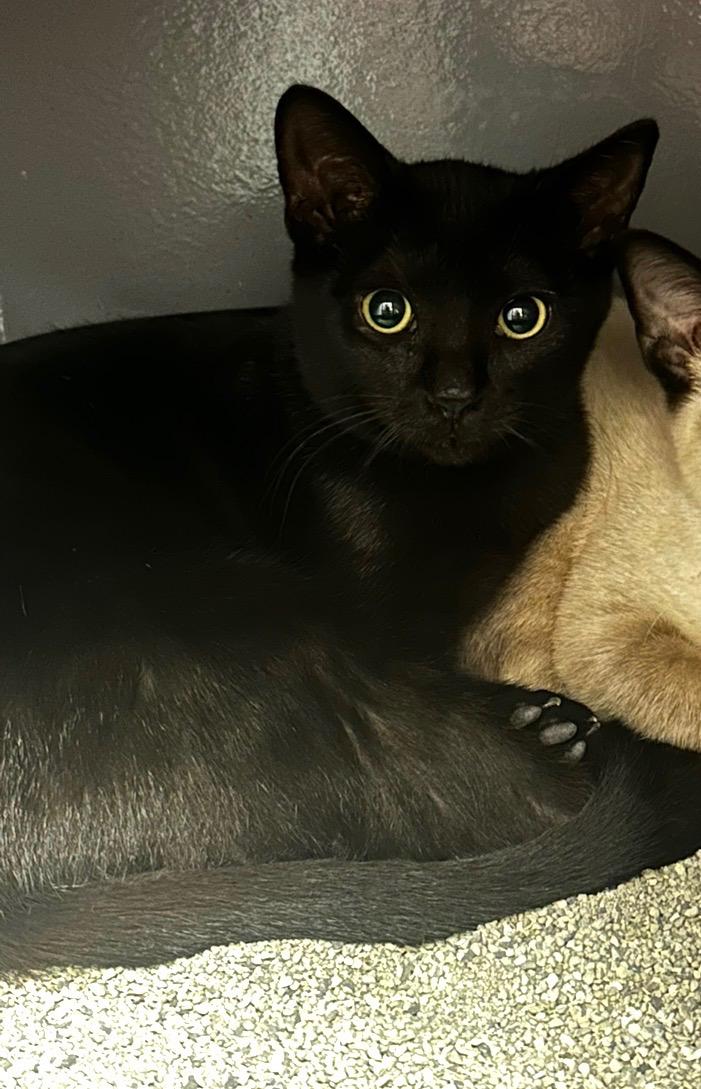 Eragon - Kuykendahl/99 Petsmart