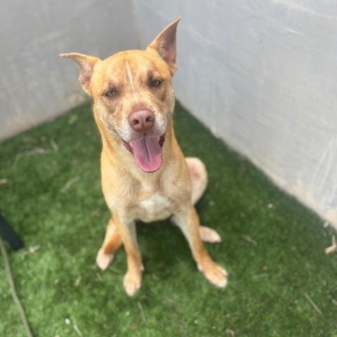 Sonny, a Adoptable mixed breed in Fredericksburg, TX image 1/5