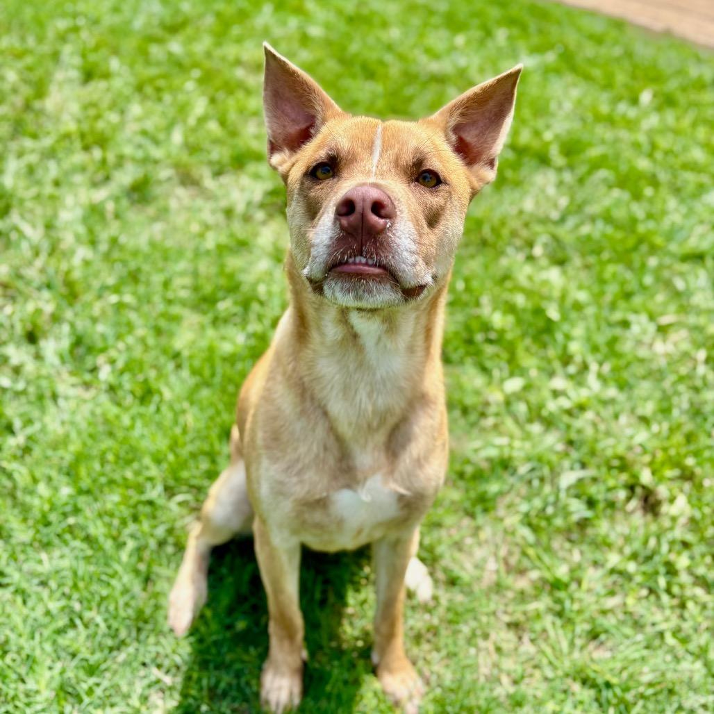 Sonny, a Adoptable mixed breed in Fredericksburg, TX image 2/5