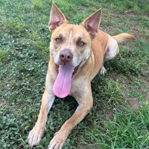 Sonny, a Adoptable mixed breed in Fredericksburg, TX image 3/5