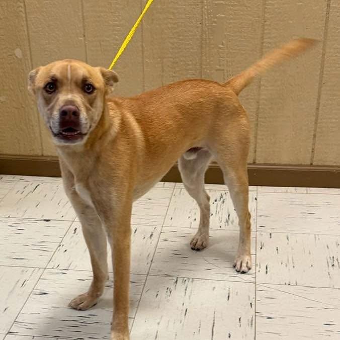 Sonny, a Adoptable mixed breed in Fredericksburg, TX image 4/5