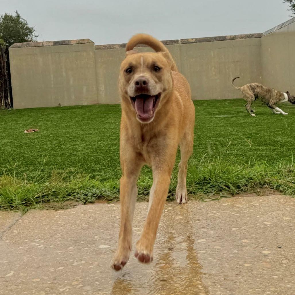 Sonny, a Adoptable mixed breed in Fredericksburg, TX image 5/5