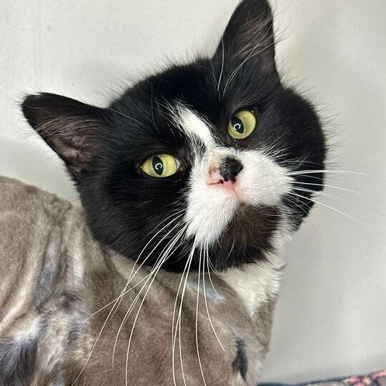 PePe, Adoptable, Adult Male Domestic Long Hair.