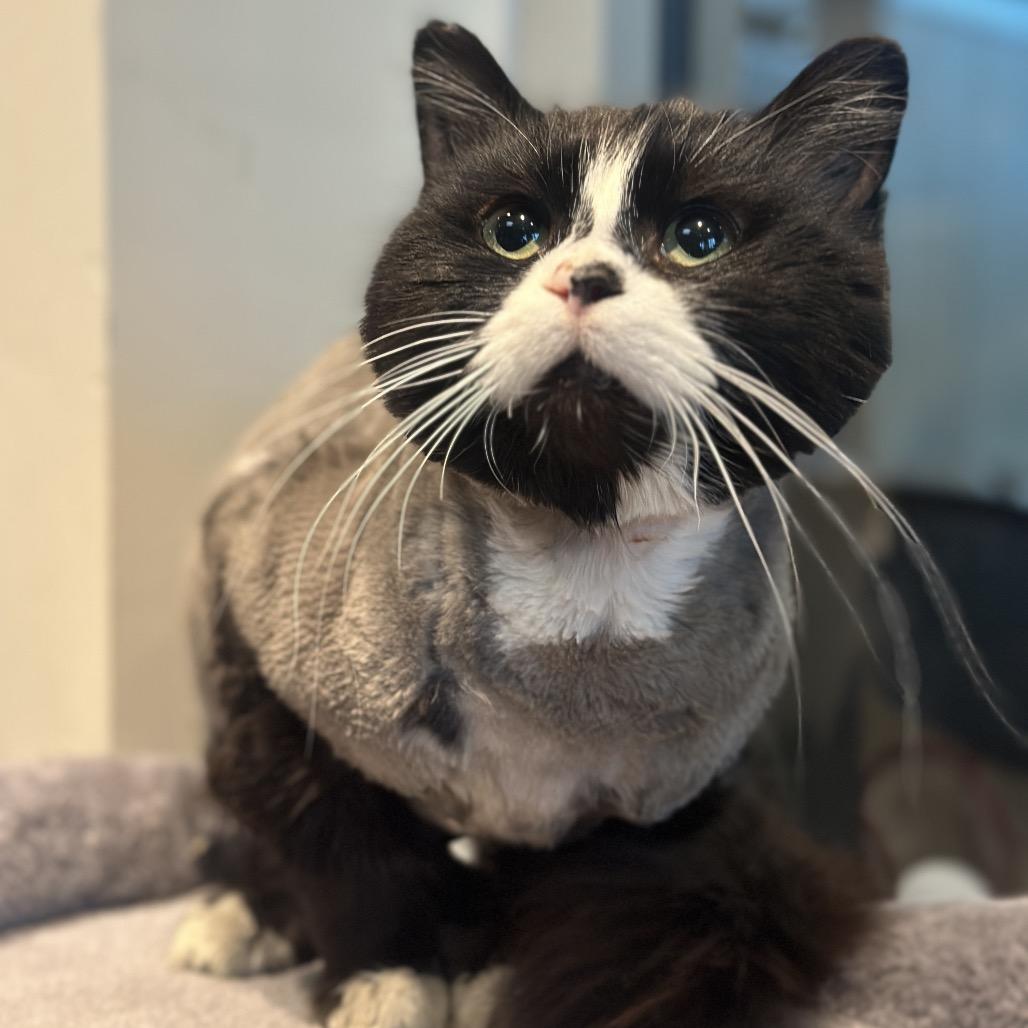 Enlarge PePe, a Adoptable Domestic Long Hair in Matteson, IL image 2/6