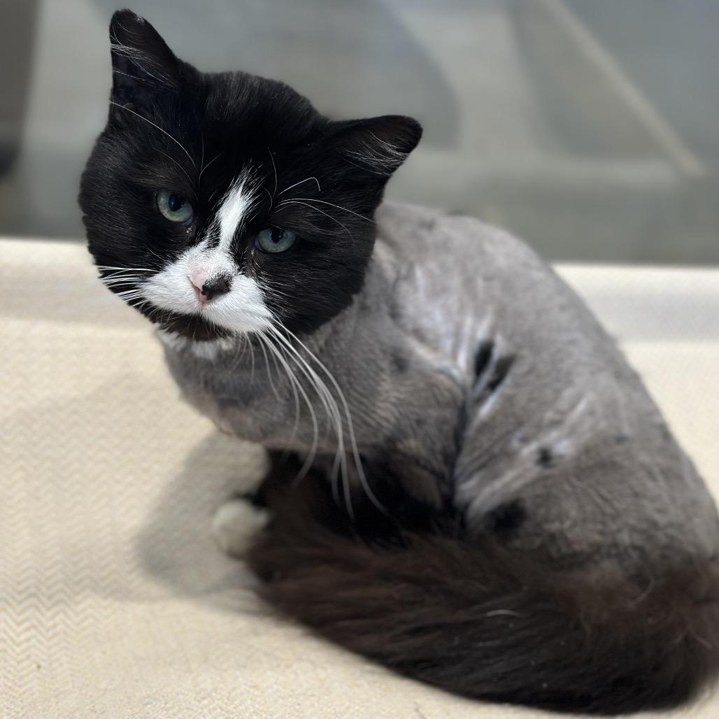 Enlarge PePe, a Adoptable Domestic Long Hair in Matteson, IL image 3/6