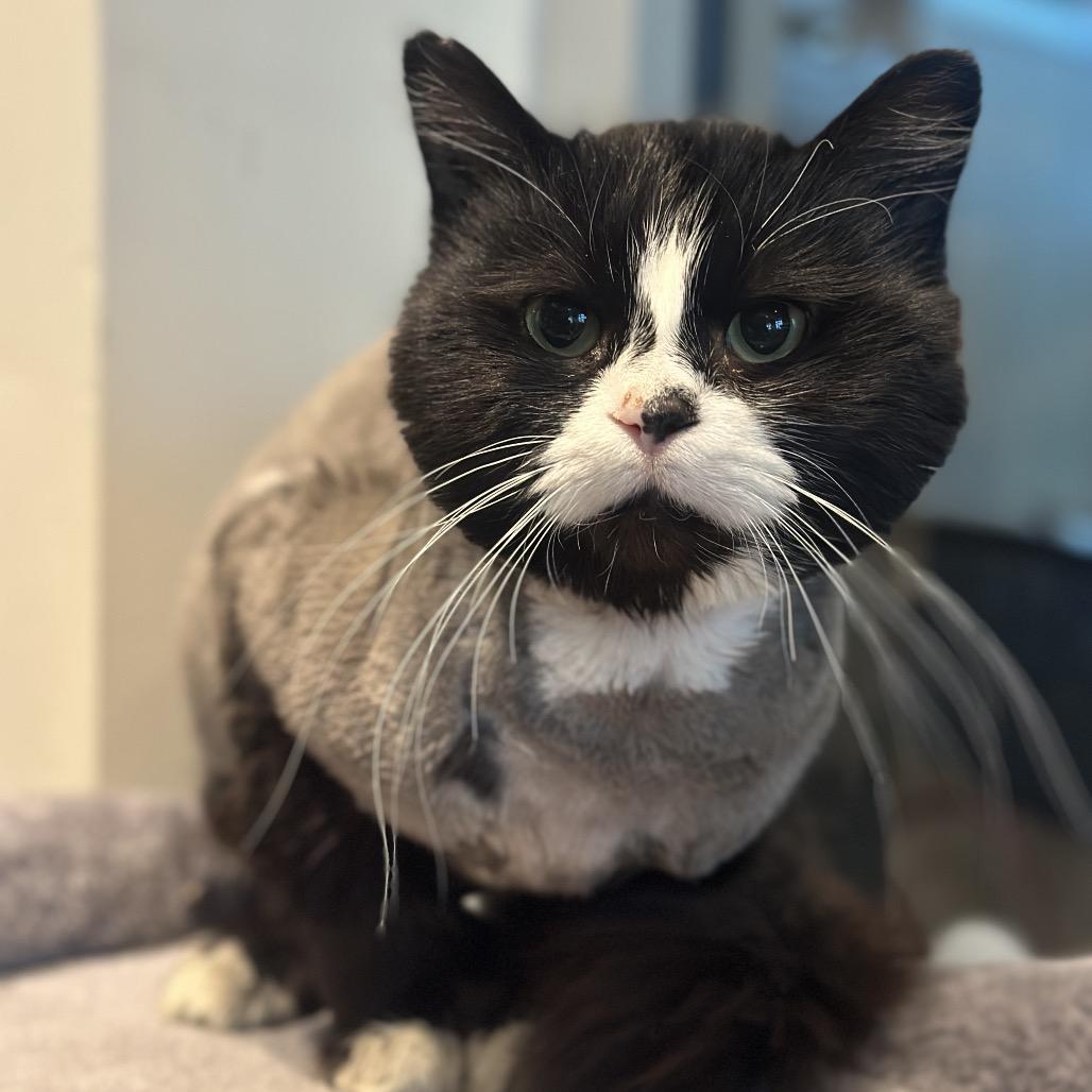 Enlarge PePe, a Adoptable Domestic Long Hair in Matteson, IL image 4/6