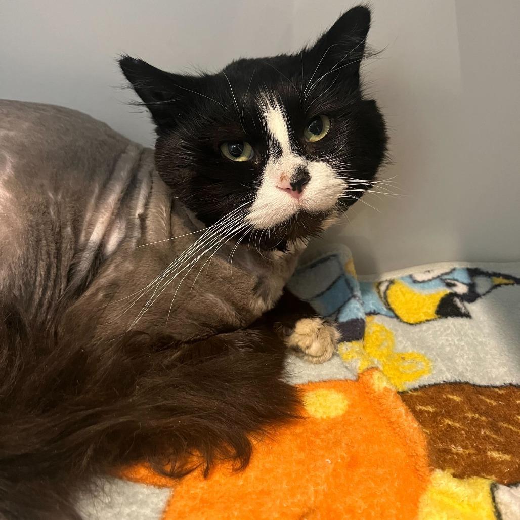 Enlarge PePe, a Adoptable Domestic Long Hair in Matteson, IL image 5/6