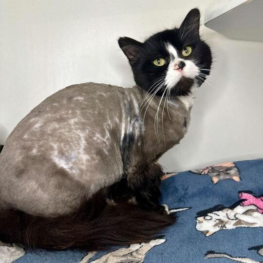 Enlarge PePe, a Adoptable Domestic Long Hair in Matteson, IL image 6/6