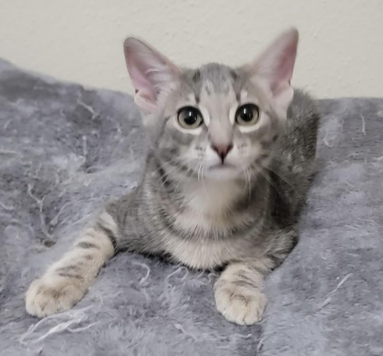 Enlarge Queen Bey (more pics/video to come!!!), a Adoptable Domestic Short Hair in Kent, WA image 2/3