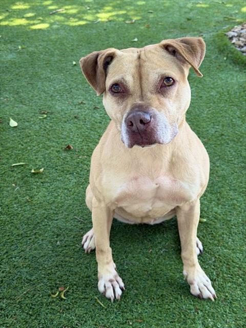 NALA, Adoptable, Adult Female Pit Bull Terrier & Mixed Breed.