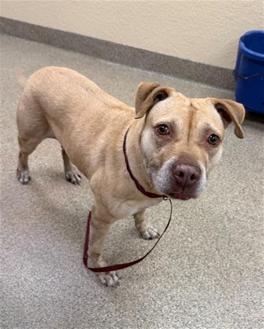 NALA, Adoptable, Adult Female Pit Bull Terrier & Mixed Breed.