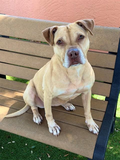 Enlarge NALA, a Adoptable mixed breed in Fort Myers, FL image 1/1