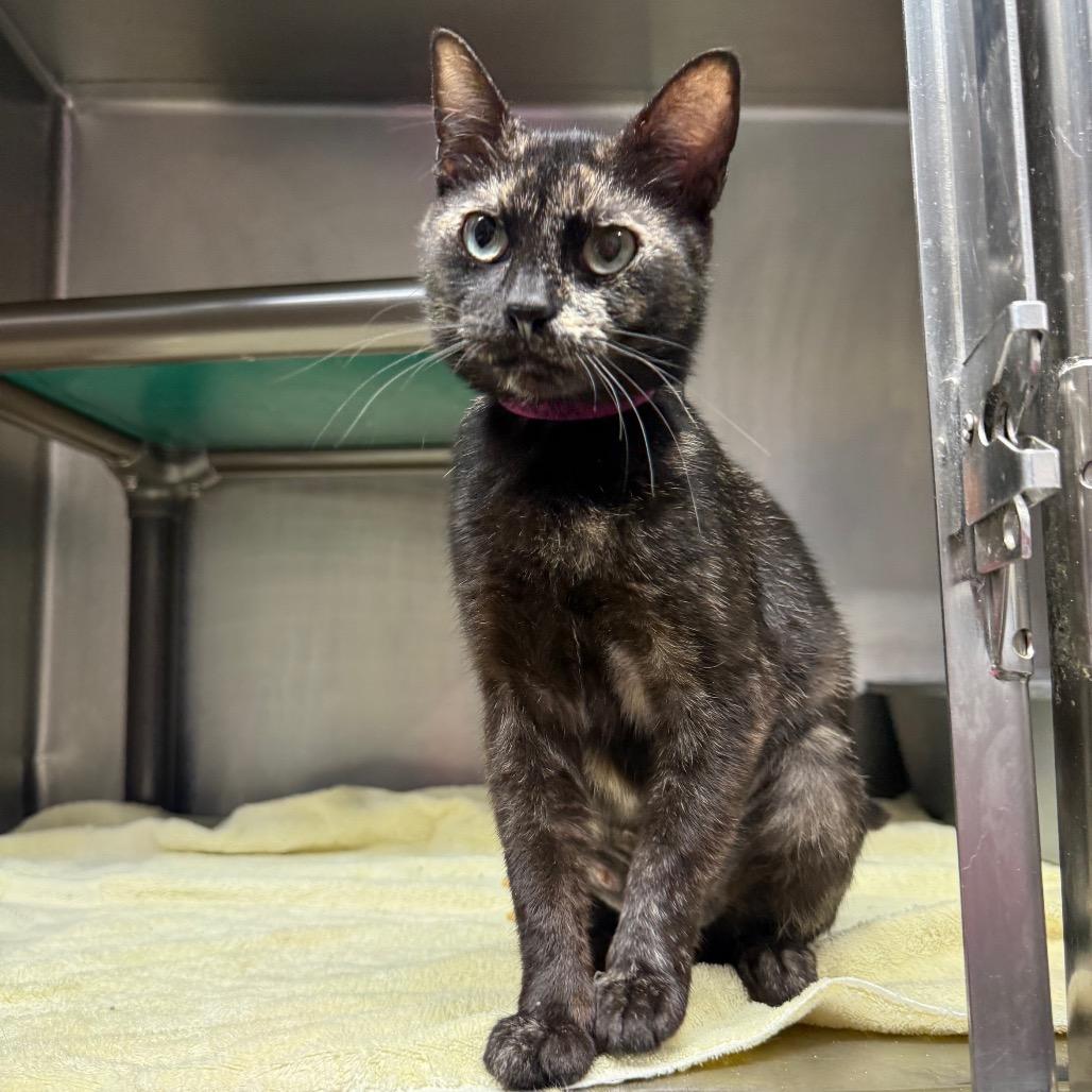 Enlarge Rebecca 5834, a Adoptable Domestic Short Hair in Hamilton, GA image 1/6