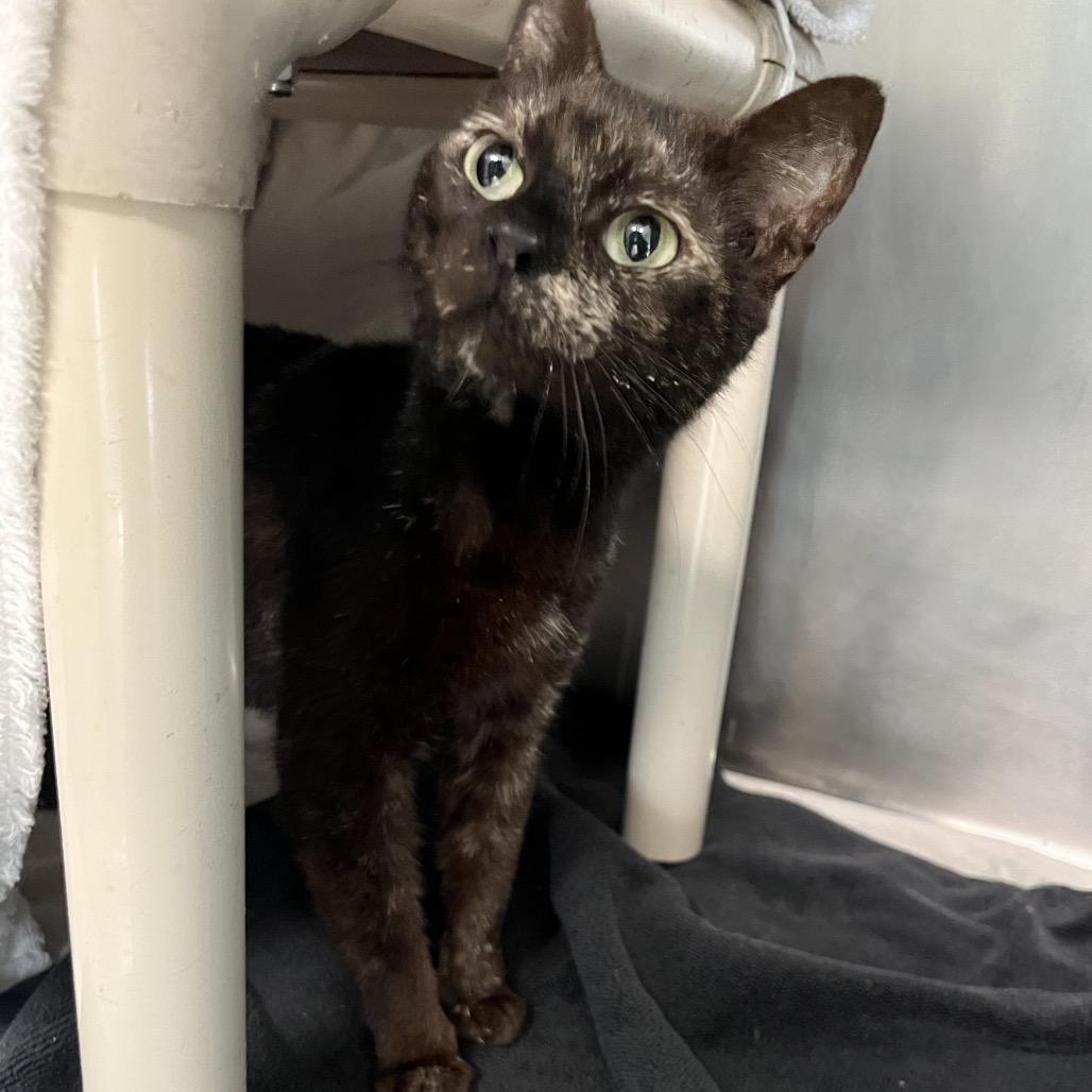 Enlarge Rebecca 5834, a Adoptable Domestic Short Hair in Hamilton, GA image 3/6
