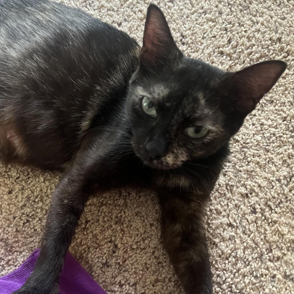 Enlarge Rebecca 5834, a Adoptable Domestic Short Hair in Hamilton, GA image 4/6