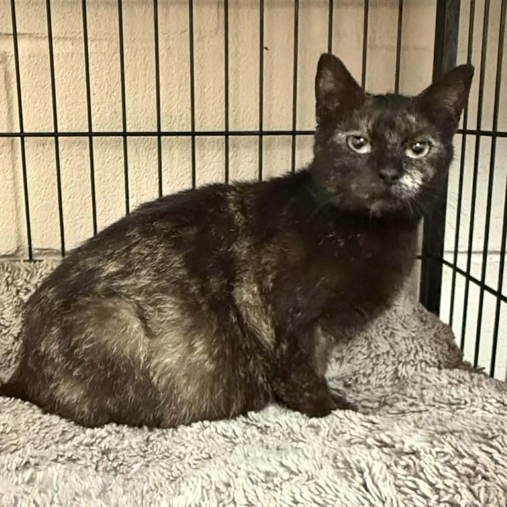 Enlarge Rebecca 5834, a Adoptable Domestic Short Hair in Hamilton, GA image 5/6