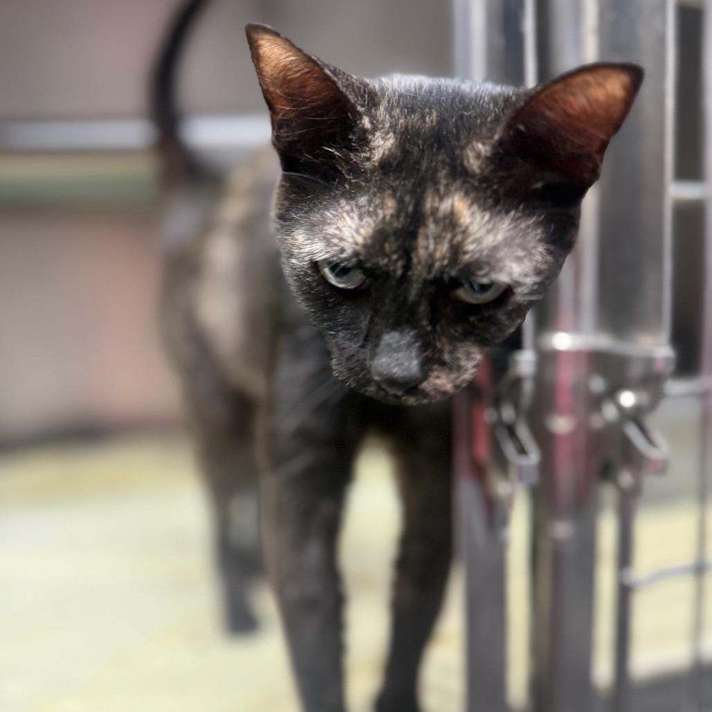 Enlarge Rebecca 5834, a Adoptable Domestic Short Hair in Hamilton, GA image 6/6