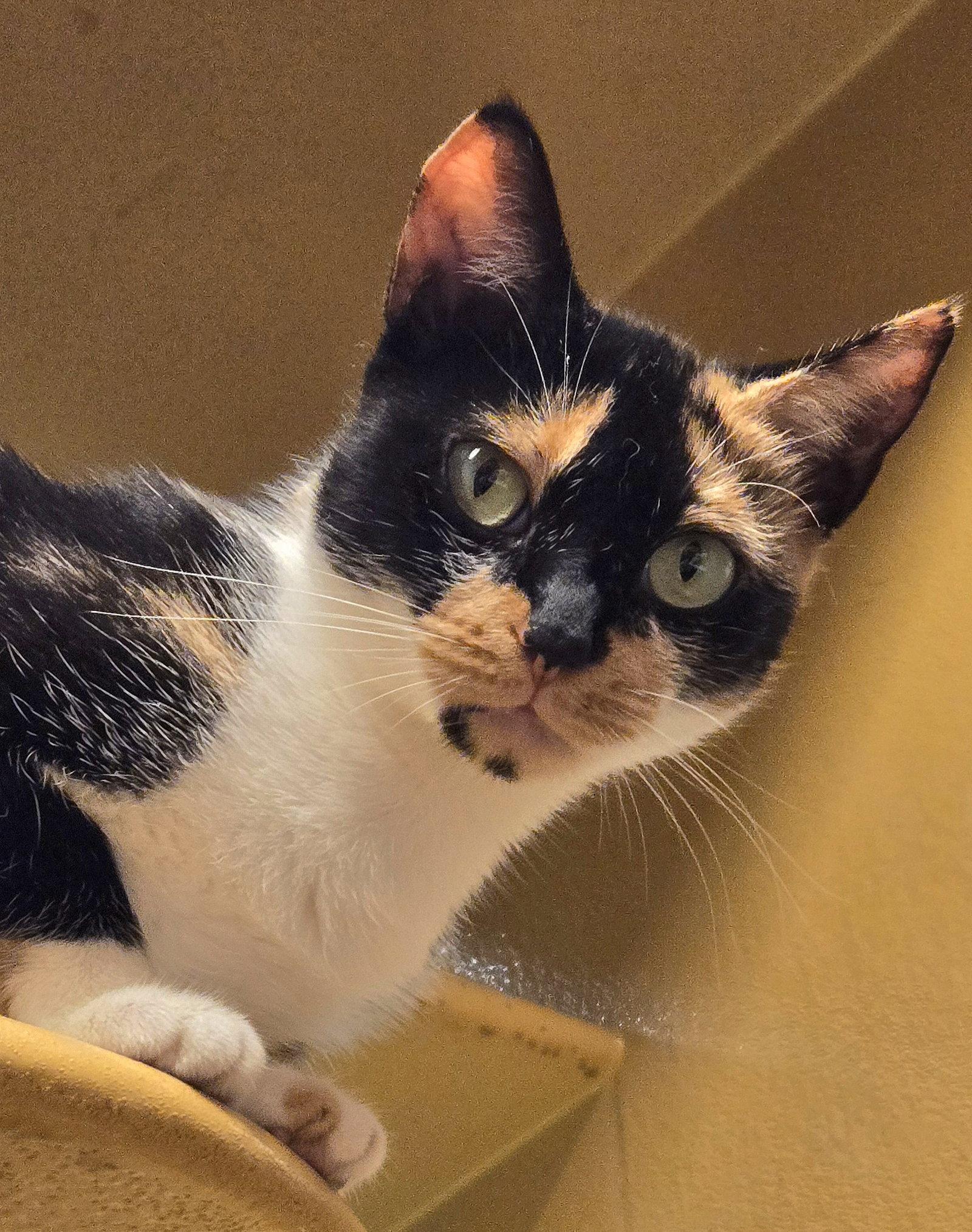 Enlarge Sasha, a Adoptable Domestic Short Hair in Trenton, NJ image 1/3